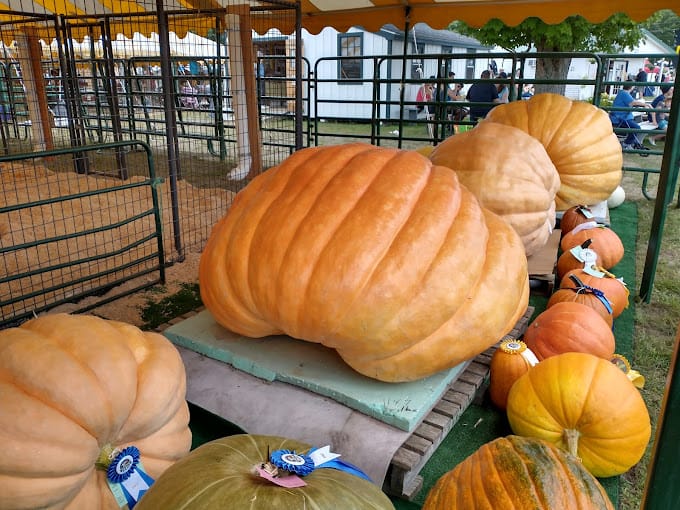 pumpkins