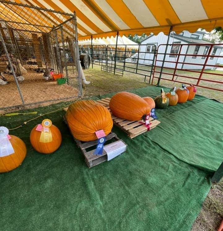 giant-pumpkin-2