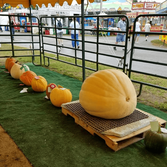 giant-pumpkin-4